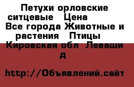 Петухи орловские ситцевые › Цена ­ 1 000 - Все города Животные и растения » Птицы   . Кировская обл.,Леваши д.